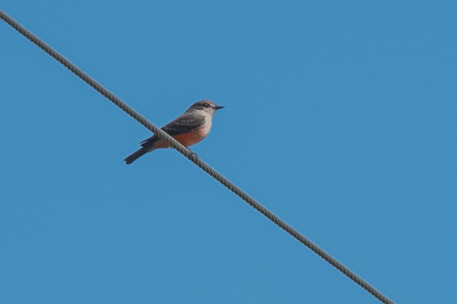 Vermilion Flycatcher - ML184654321