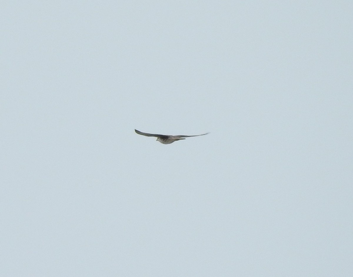 Prairie Falcon - ML184654561