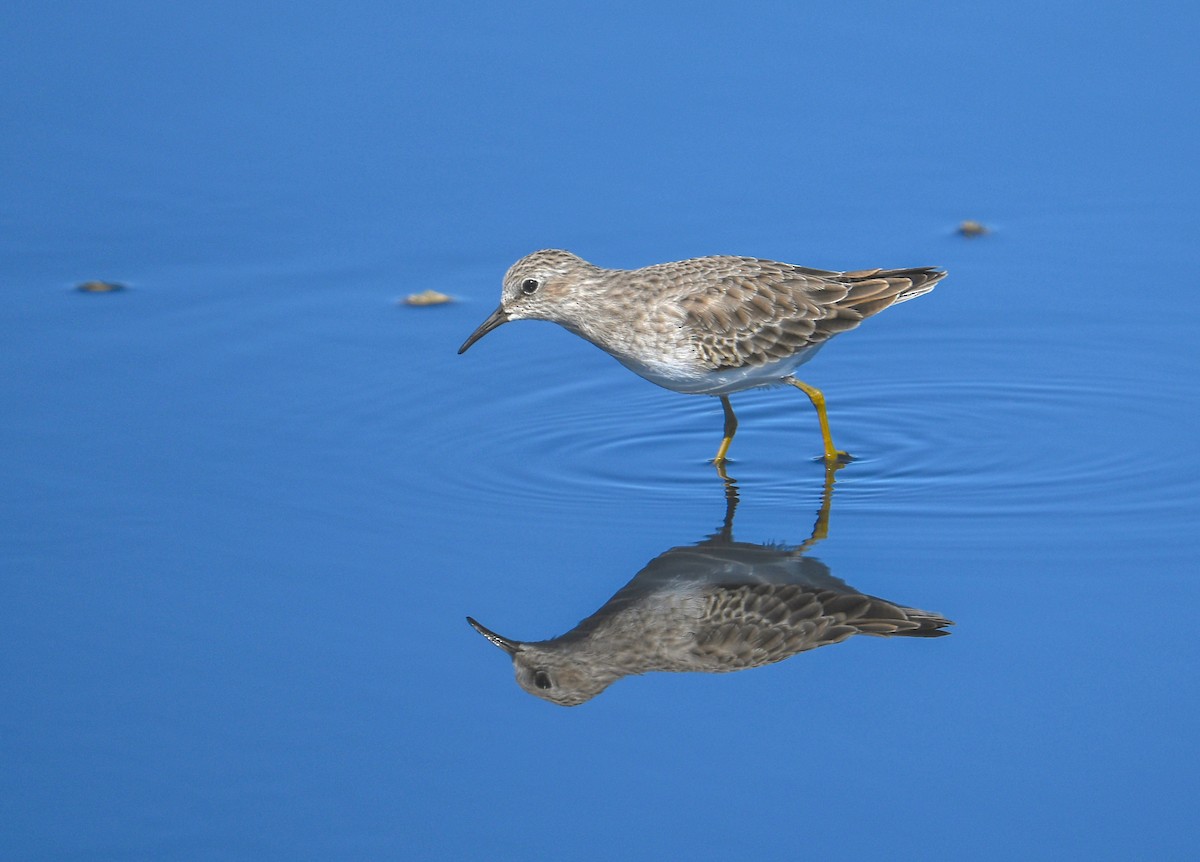 Least Sandpiper - ML184654671