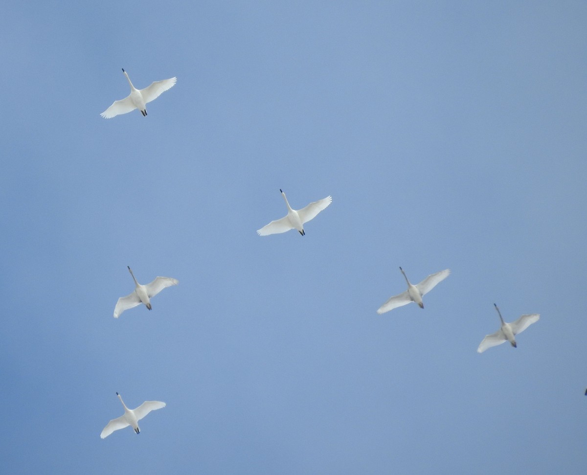 Trumpeter Swan - ML184655051