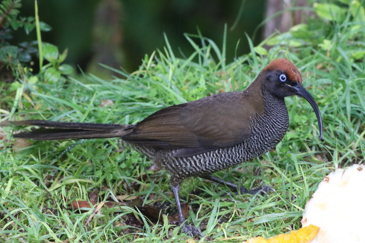 Brown Sicklebill - ML184655061