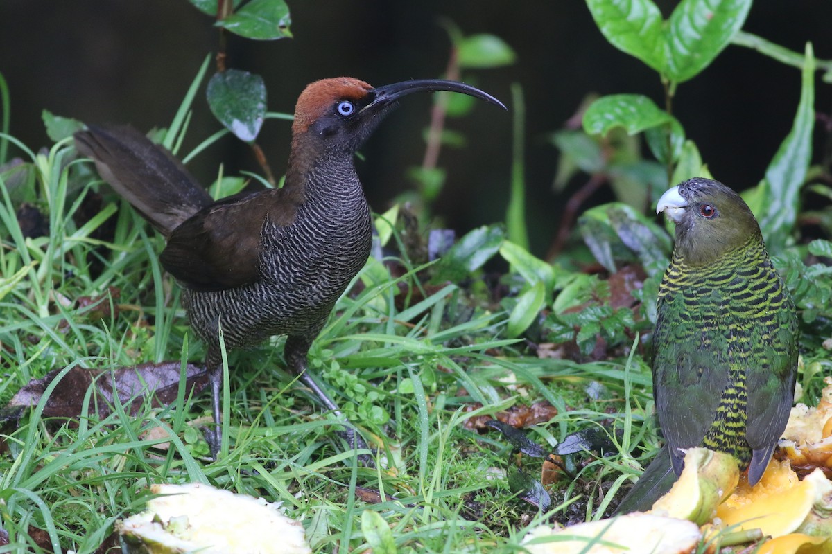 Brown Sicklebill - ML184655101