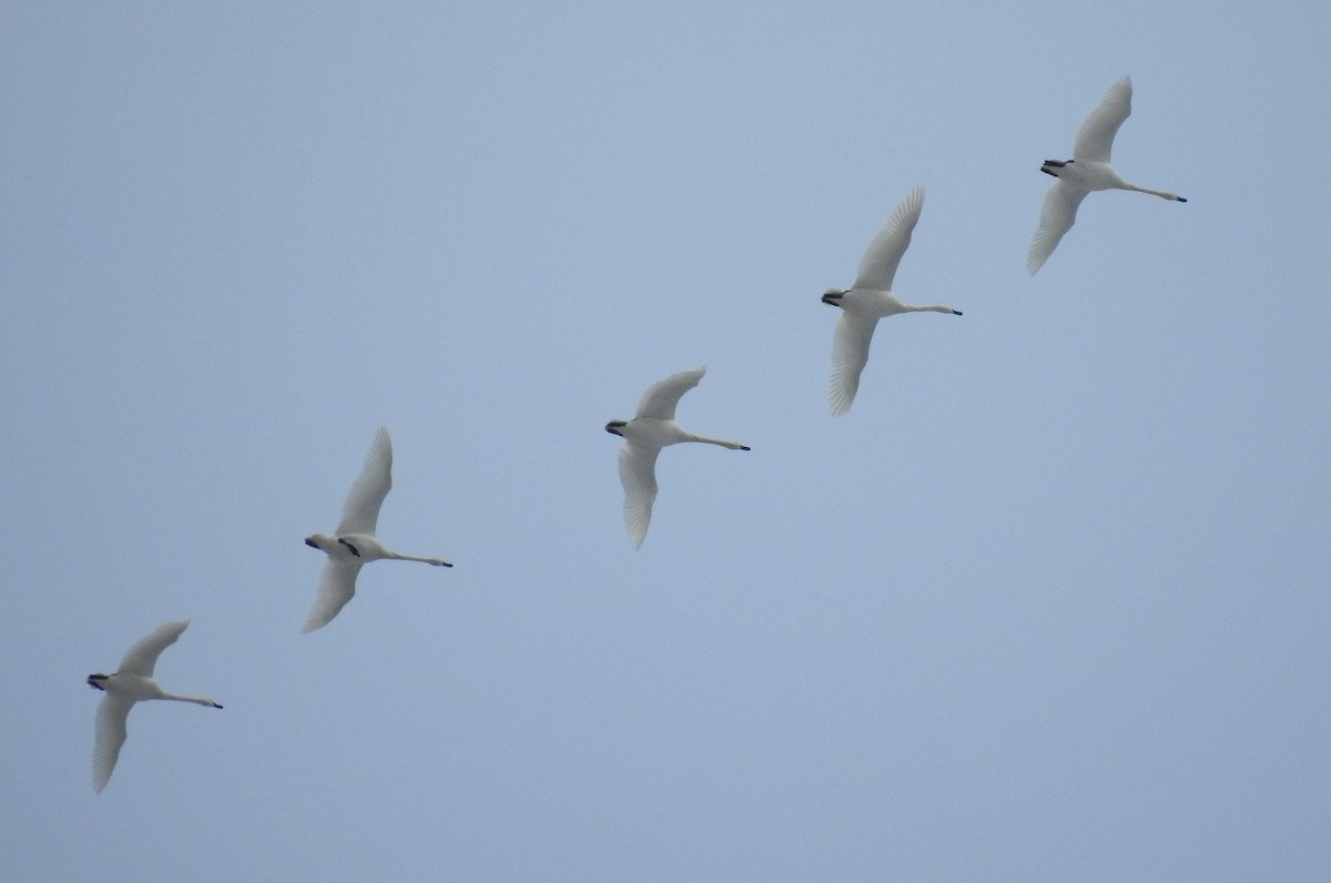 Trumpeter Swan - ML184655151