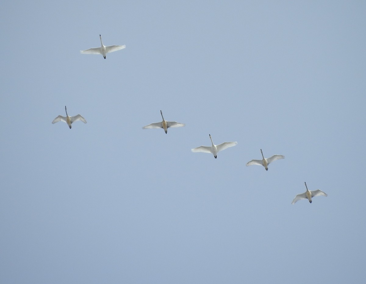 Trumpeter Swan - ML184655171