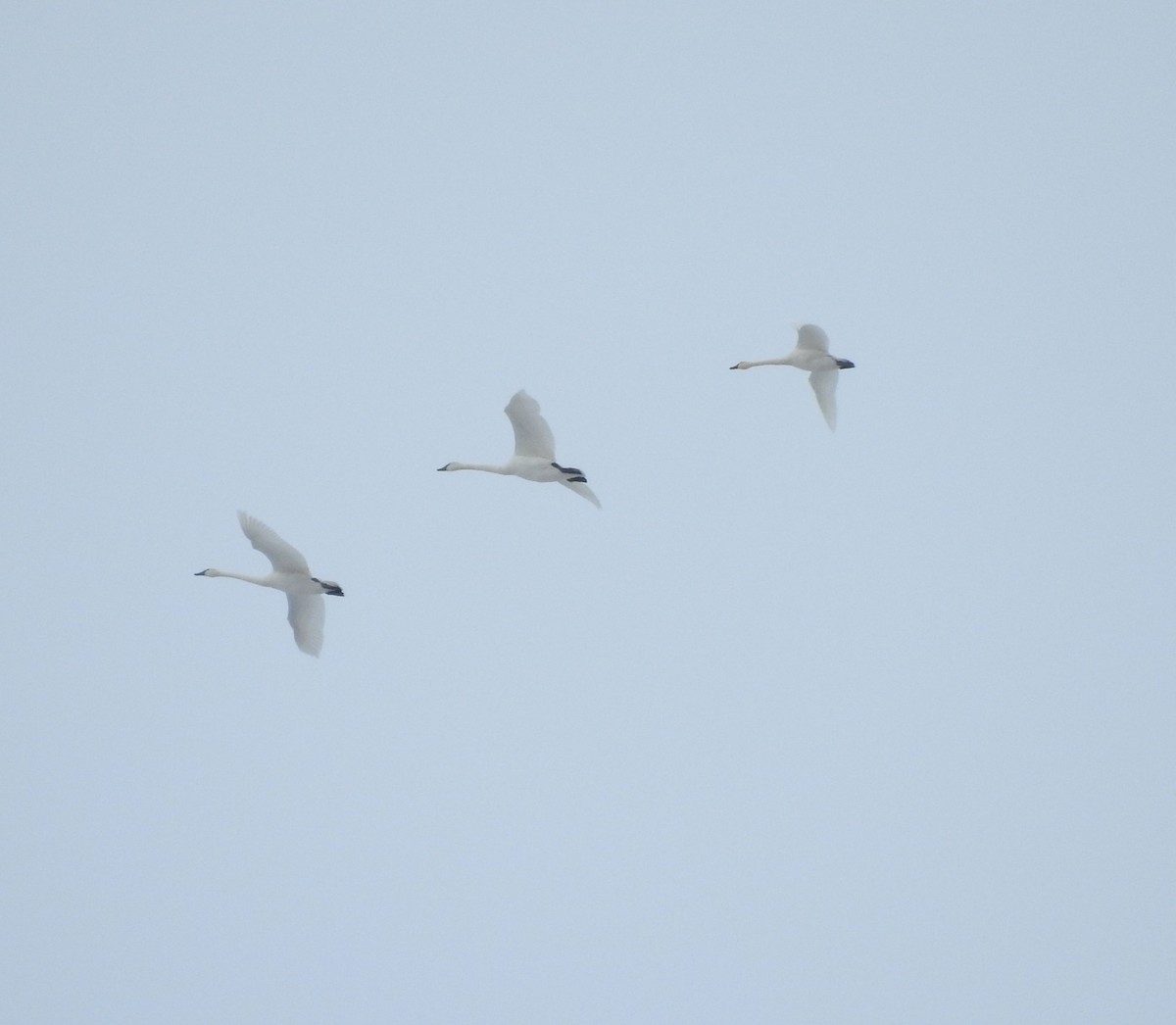 Cygne trompette - ML184655201