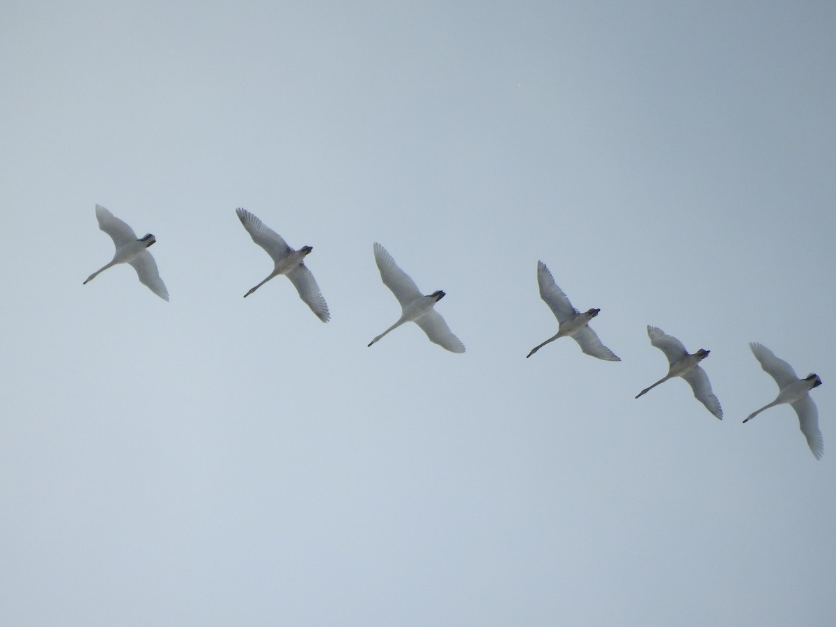 Trumpeter Swan - ML184655311