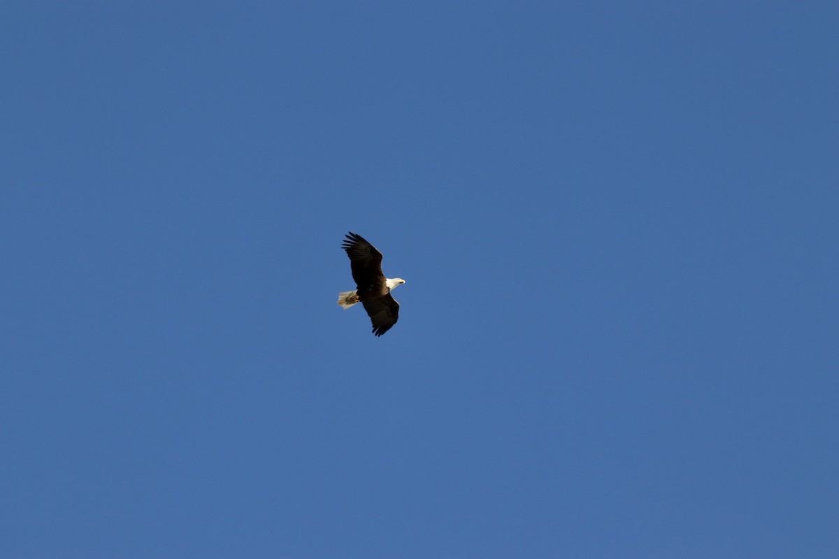 Bald Eagle - ML184657031
