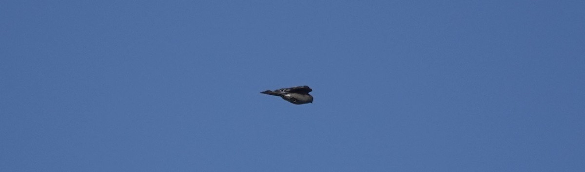 Trauerseidenschnäpper - ML184657221