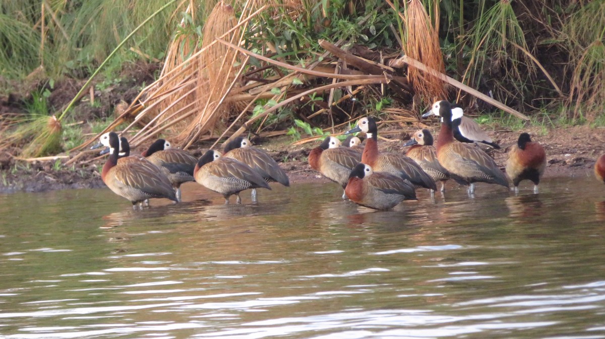 White-faced Whistling-Duck - ML184658301