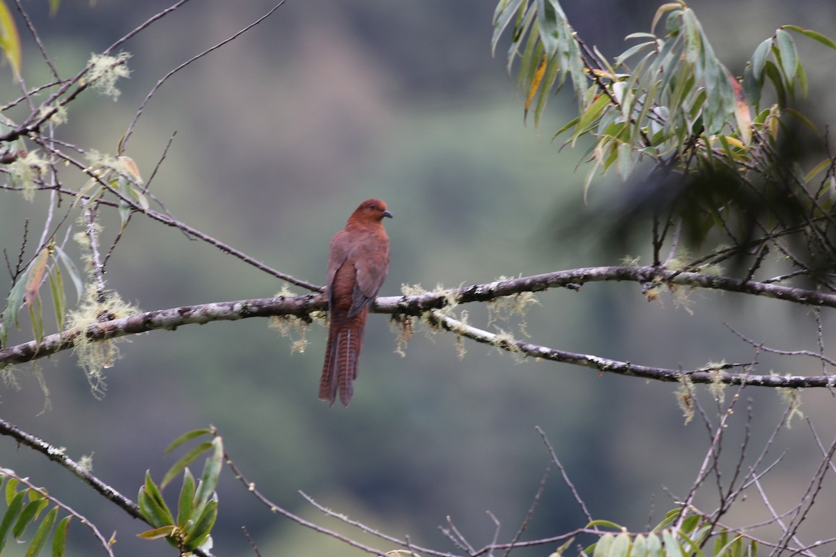 Black-billed Cuckoo-Dove - ML184658871