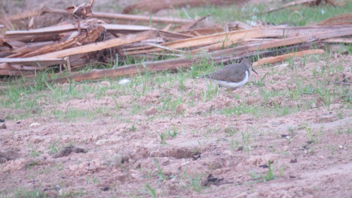 Common Sandpiper - ML184658991