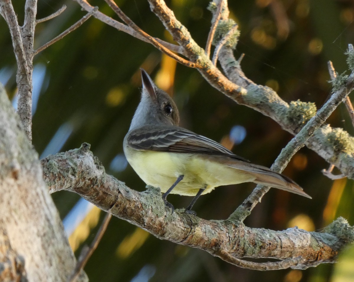 Great Crested Flycatcher - ML184659641