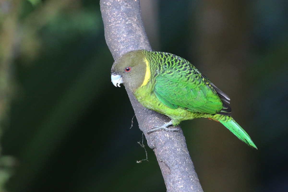 Brehm's Tiger-Parrot - ML184659651