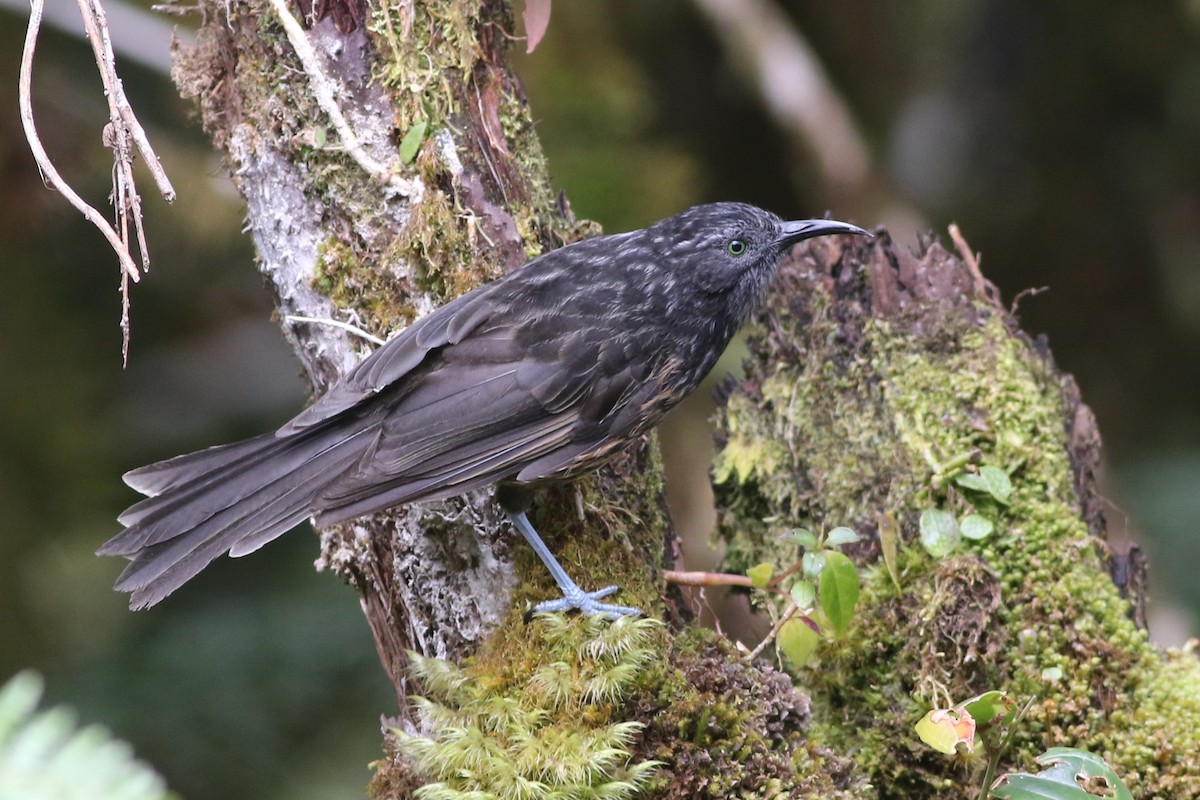 Gray-streaked Honeyeater - Chris Wiley