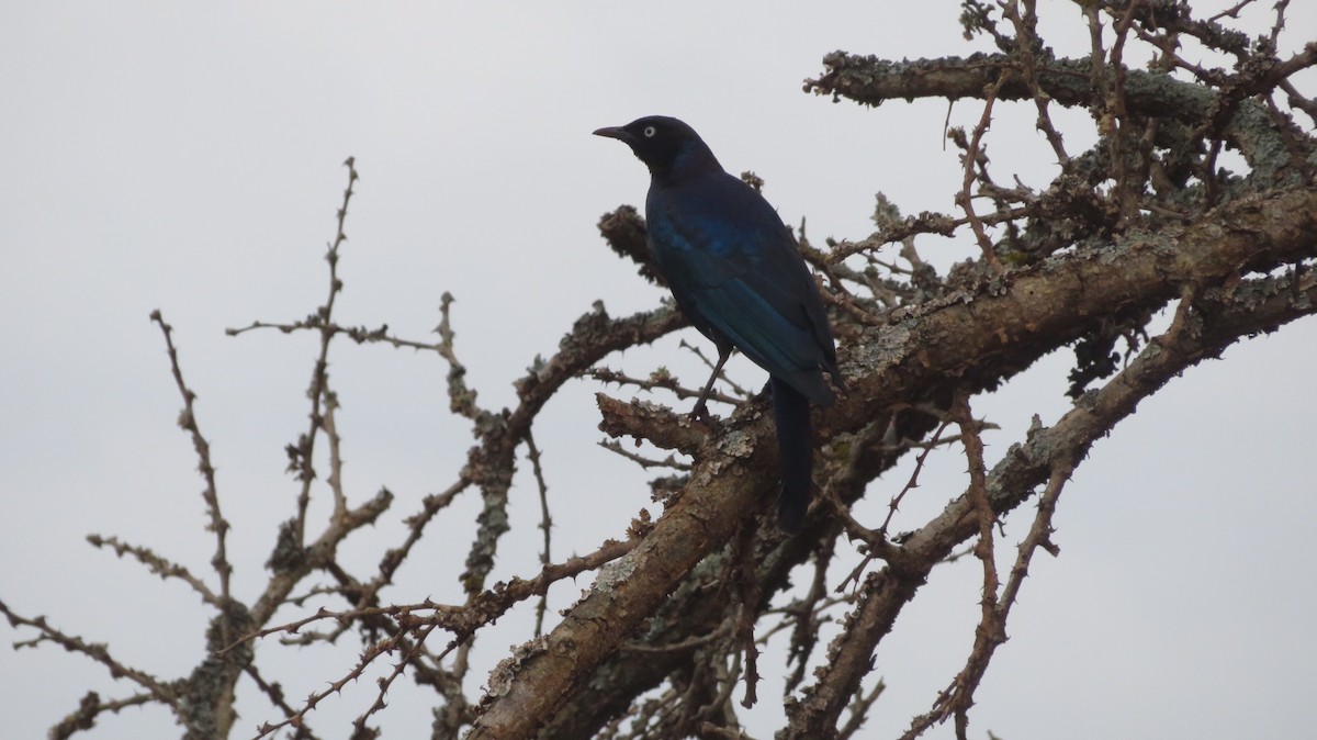 Rüppell's Starling - ML184660371