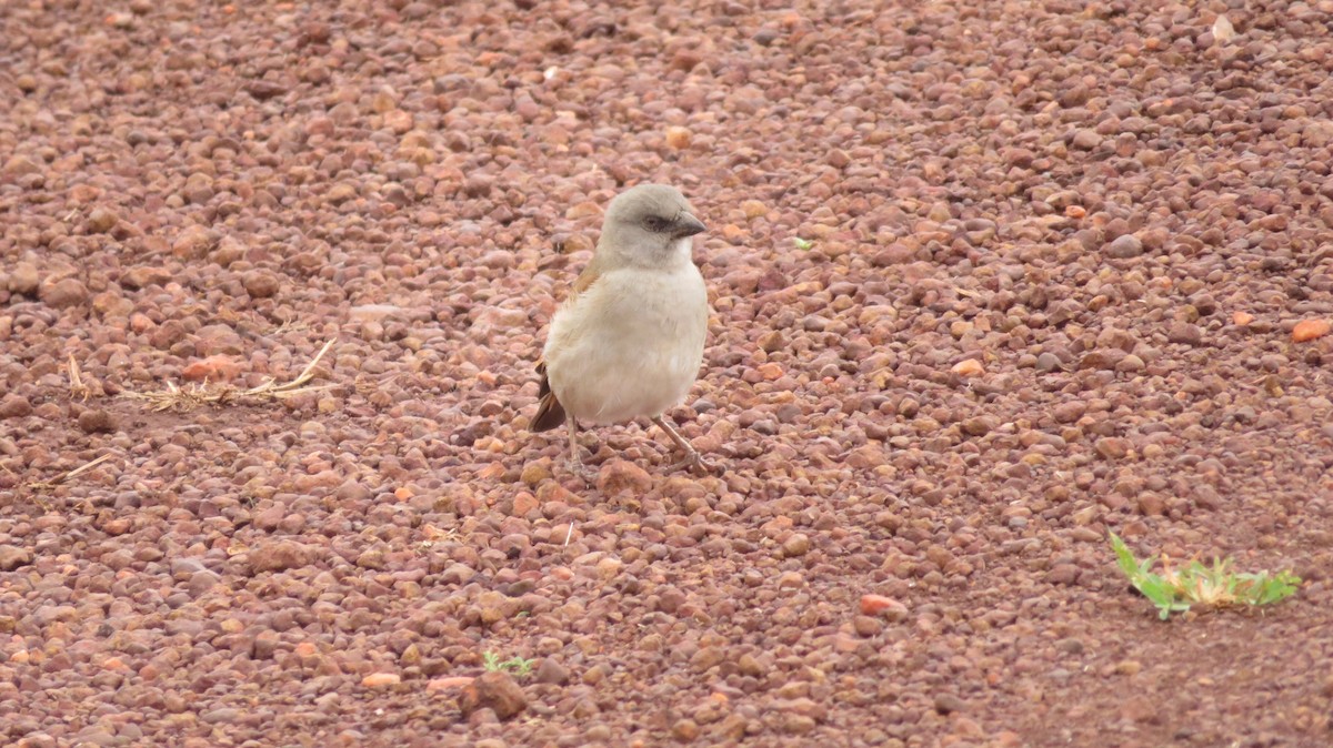 Moineau gris - ML184660531