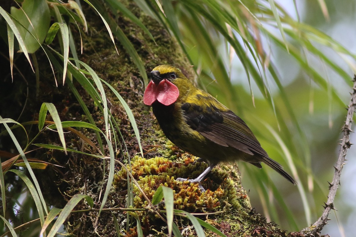 Wattled Ploughbill - Chris Wiley