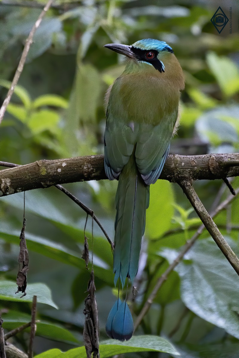 Motmot à tête bleue - ML184661151