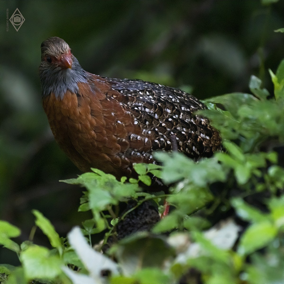 Bearded Wood-Partridge - ML184661871