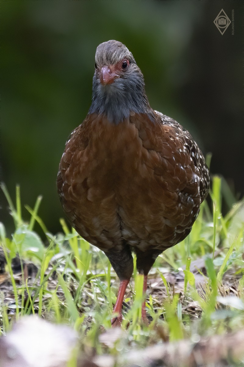 Bearded Wood-Partridge - ML184661941