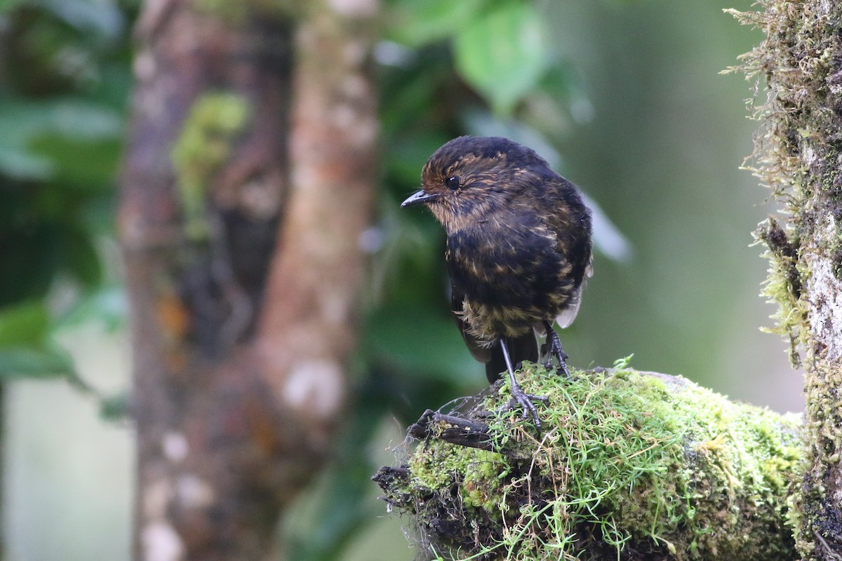 White-winged Robin - ML184662571