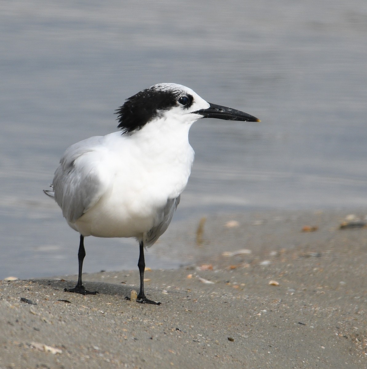 Sandwich Tern - Rick Spencer