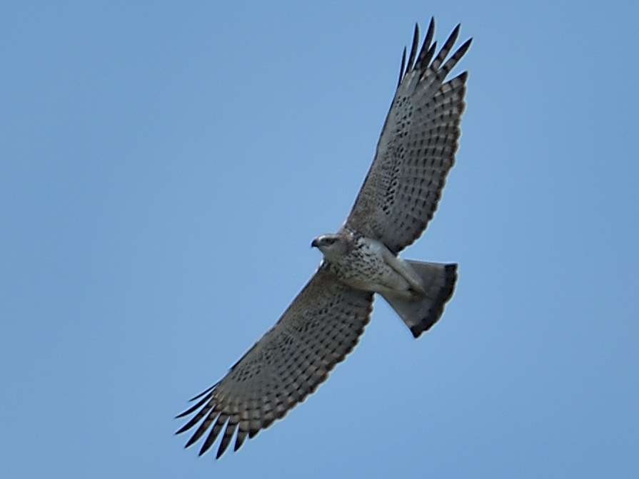 Changeable Hawk-Eagle - Choong YT