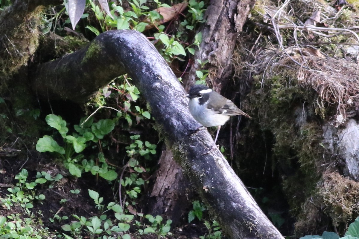 Black-capped Robin - ML184664821