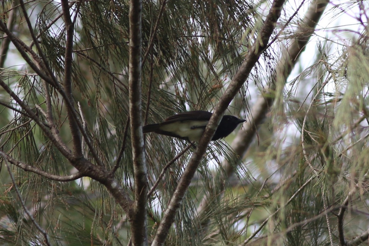 Black-headed Whistler - Chris Wiley