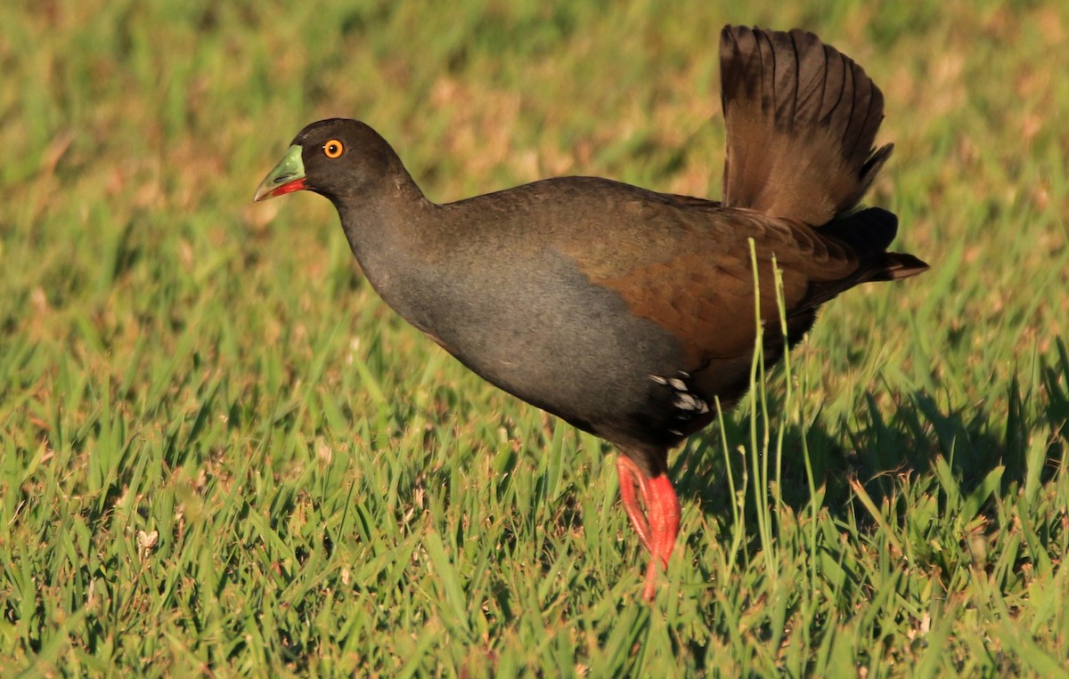 Gallinule aborigène - ML184667221