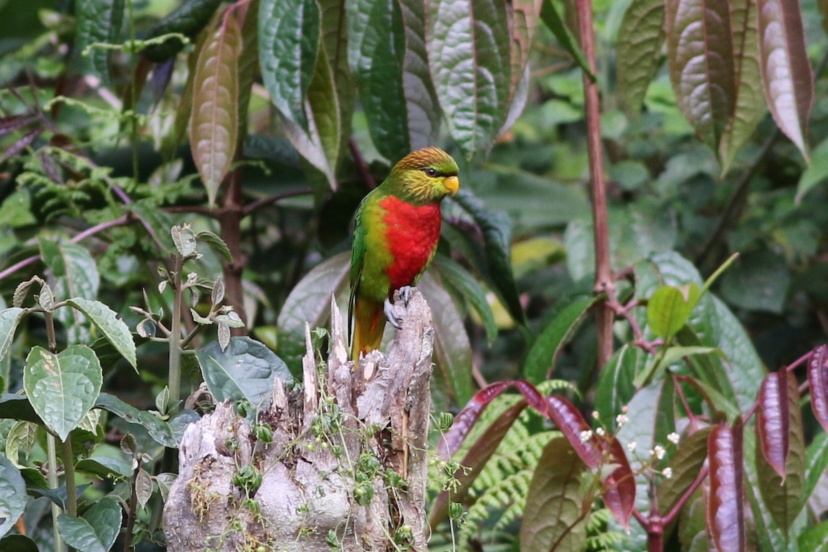 Yellow-billed Lorikeet - ML184667431