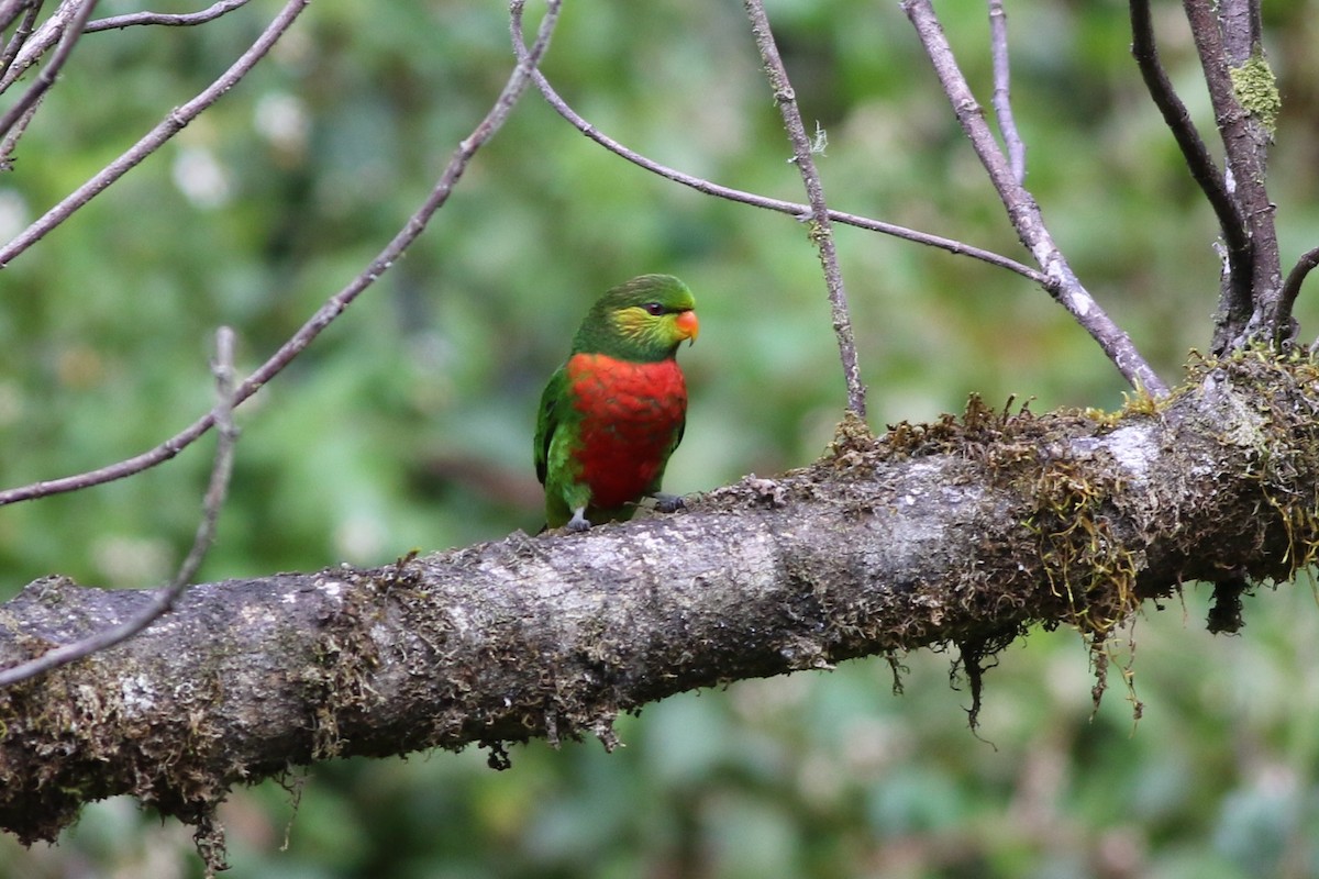 Orange-billed Lorikeet - ML184667601