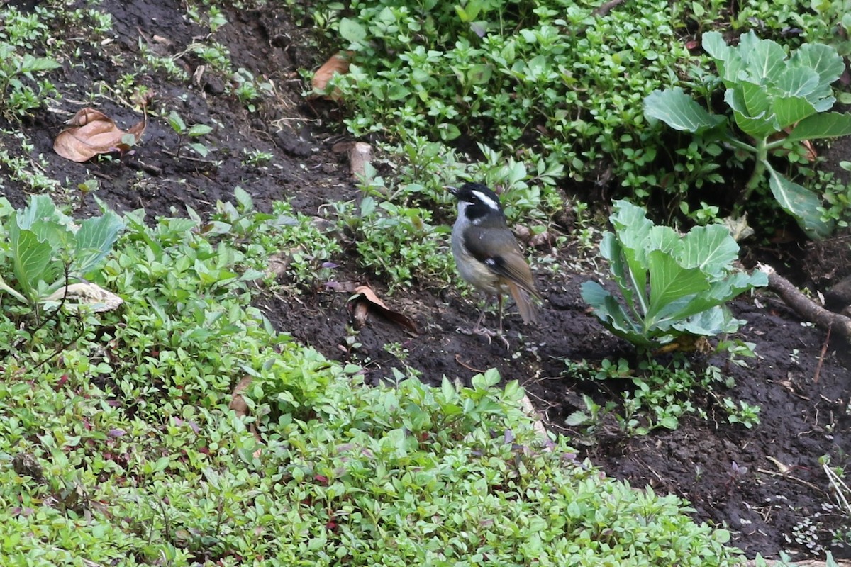 Black-capped Robin - ML184668191