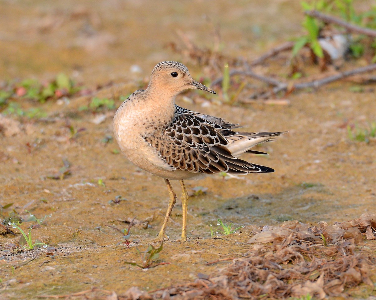 Buff-breasted Sandpiper - Ed McAskill