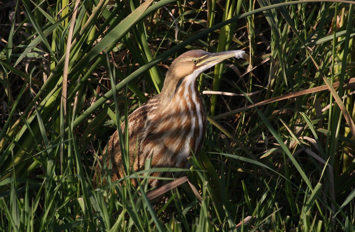 American Bittern - klaus emmaneel