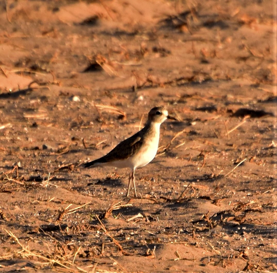 Mountain Plover - Kevinn Fung