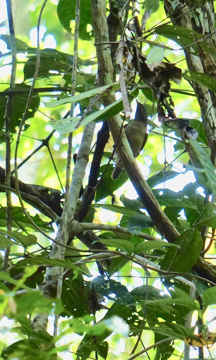 King Bird-of-Paradise - ML184670961