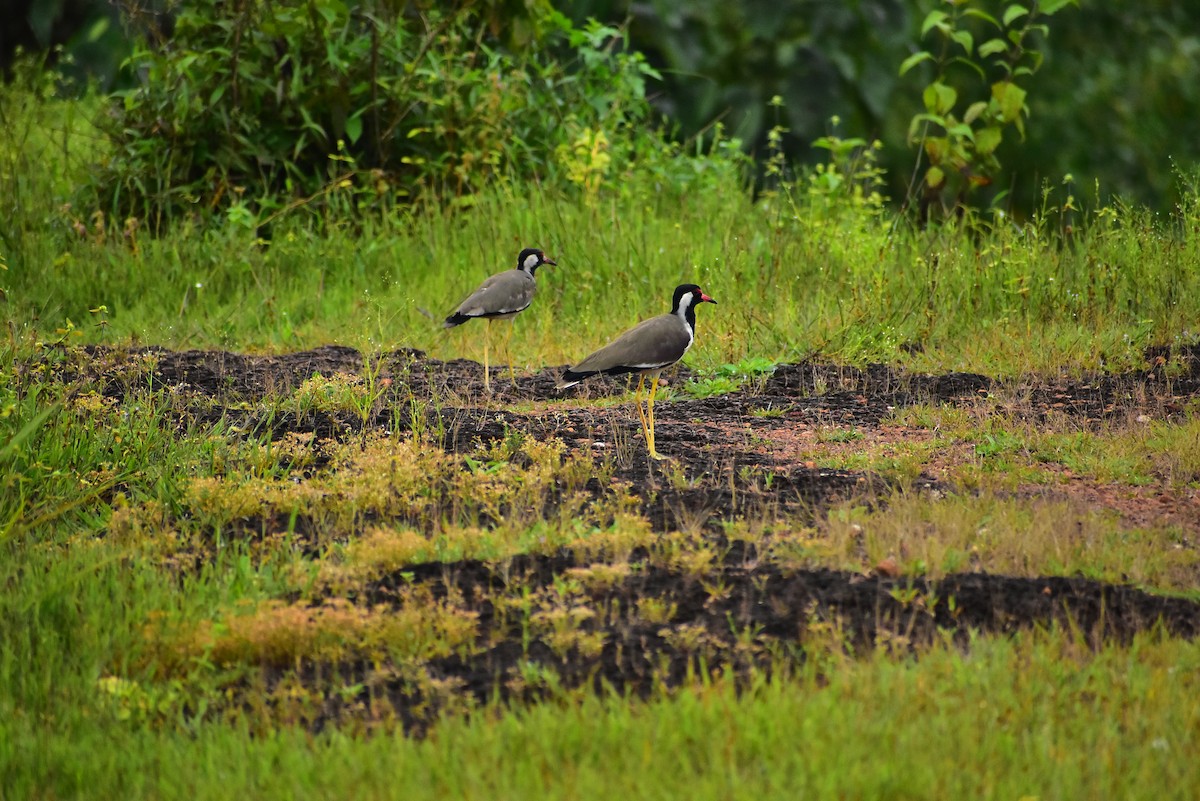 Red-wattled Lapwing - ML184673241