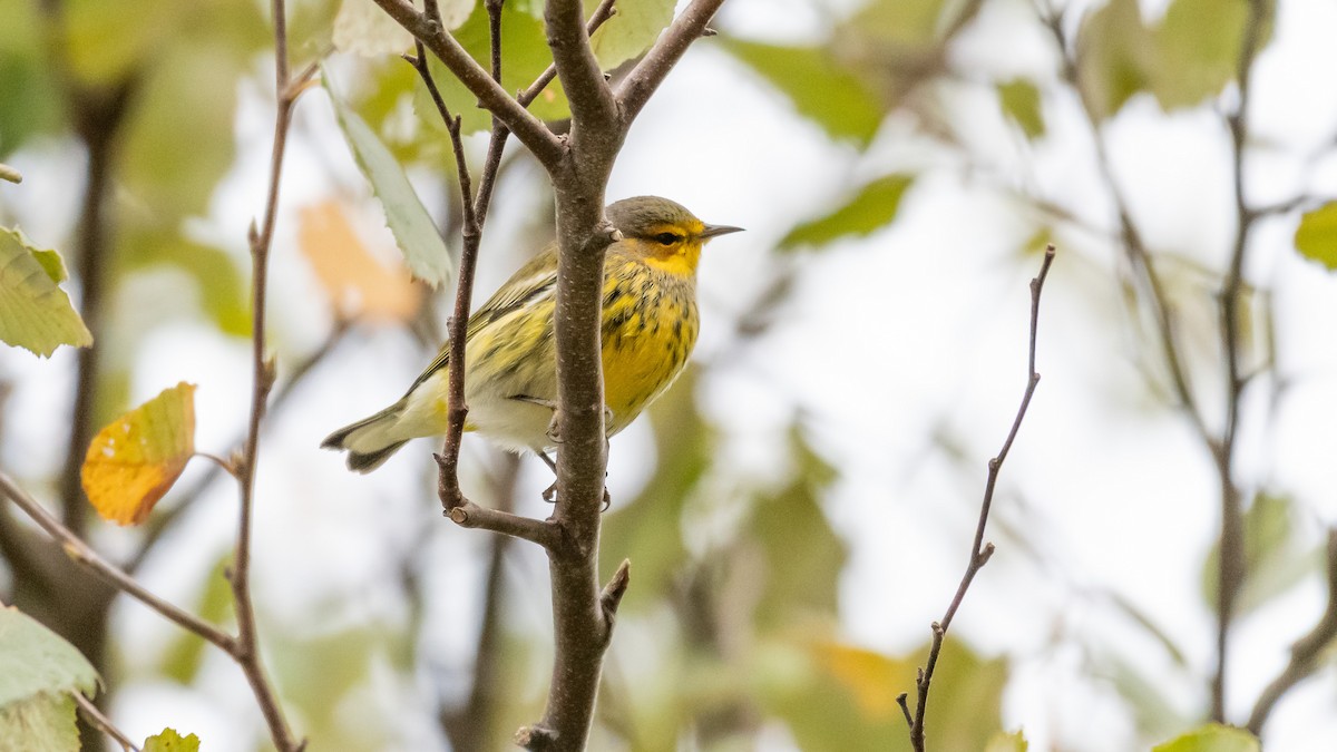Cape May Warbler - ML184673391