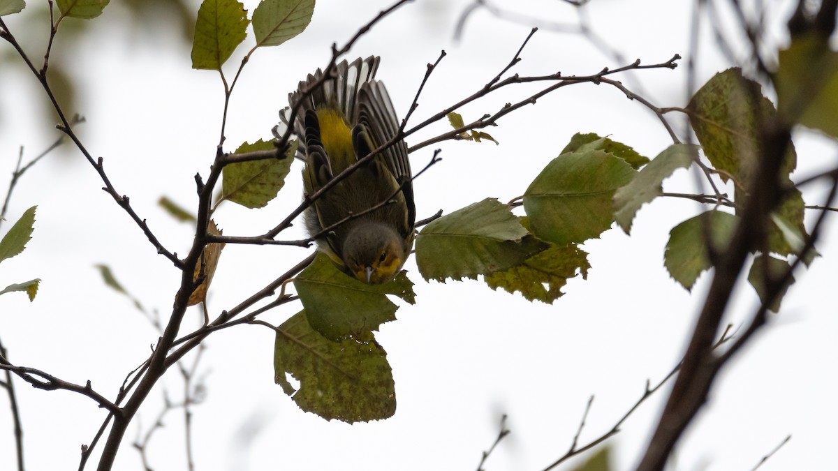 Cape May Warbler - ML184673401