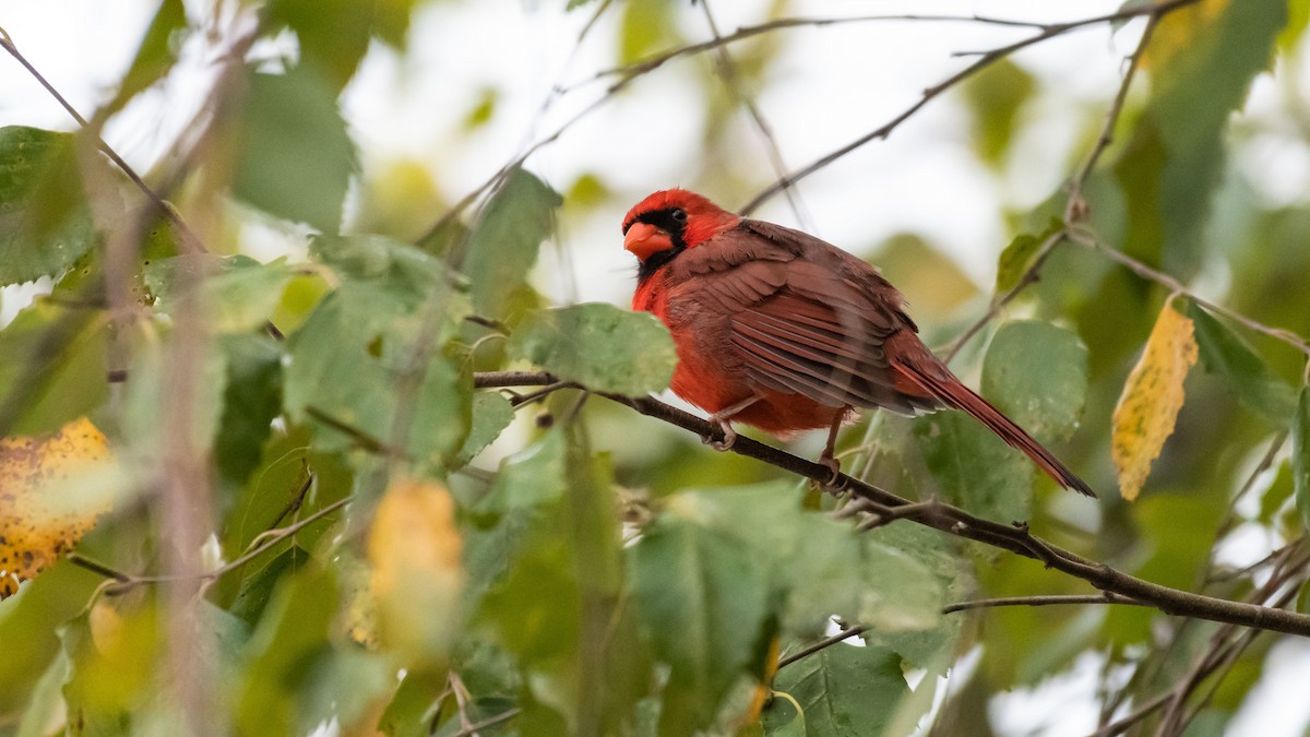 Northern Cardinal - ML184673461