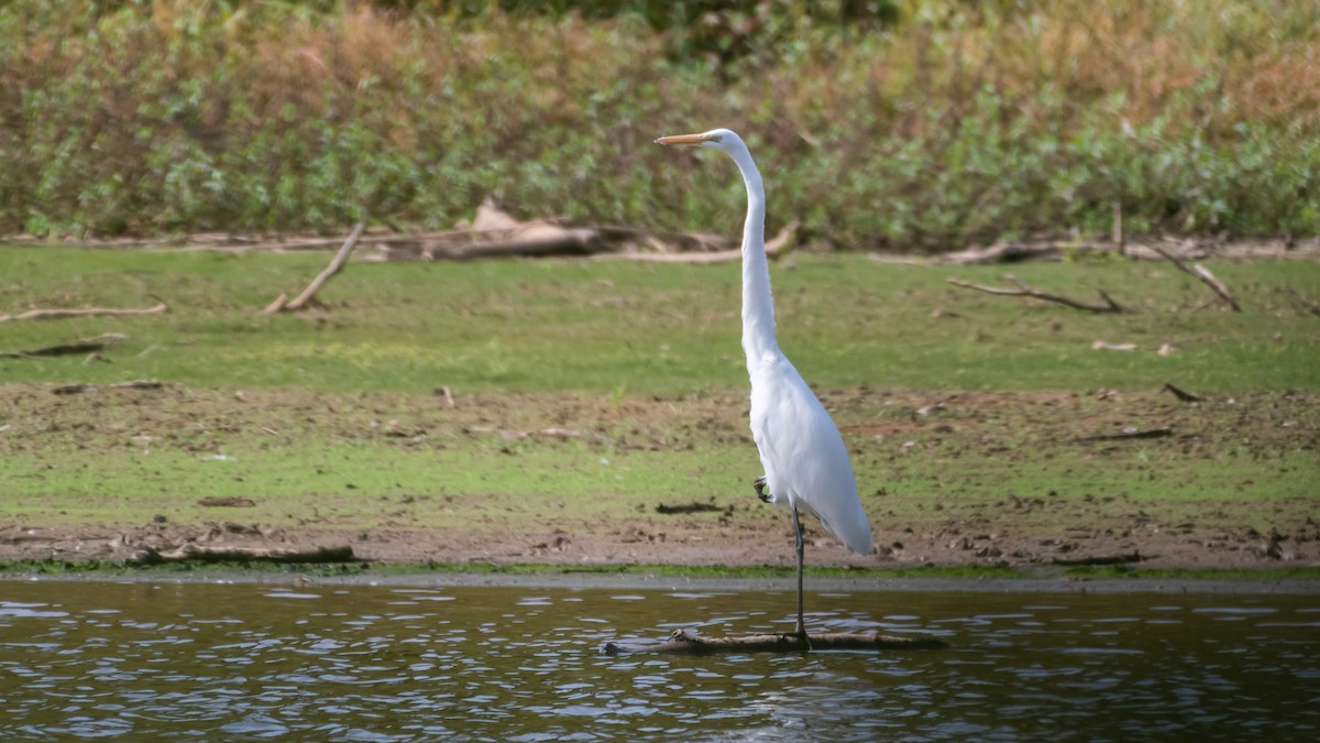 Great Egret - ML184673821