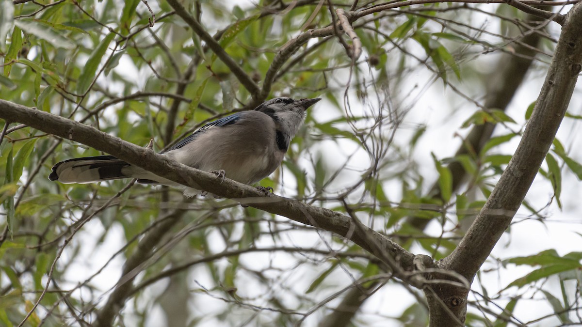 Blue Jay - ML184673861