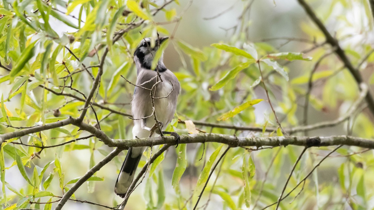 Blue Jay - ML184673881