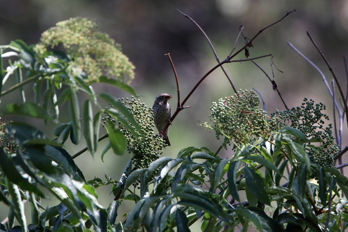 Cassin's Finch - ML184677011