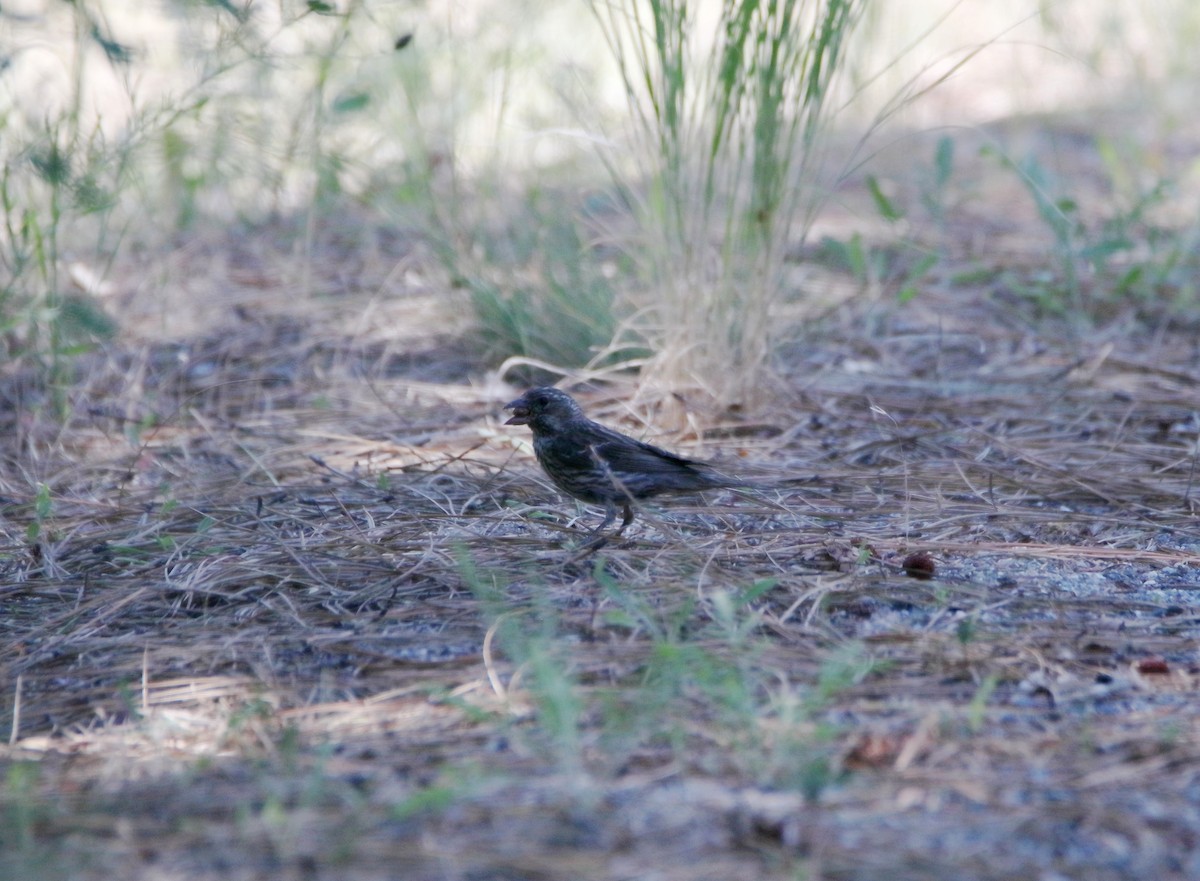 Cassin's Finch - ML184677081
