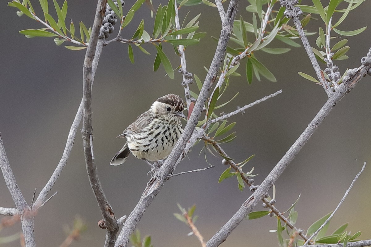 Speckled Warbler - Holger Teichmann