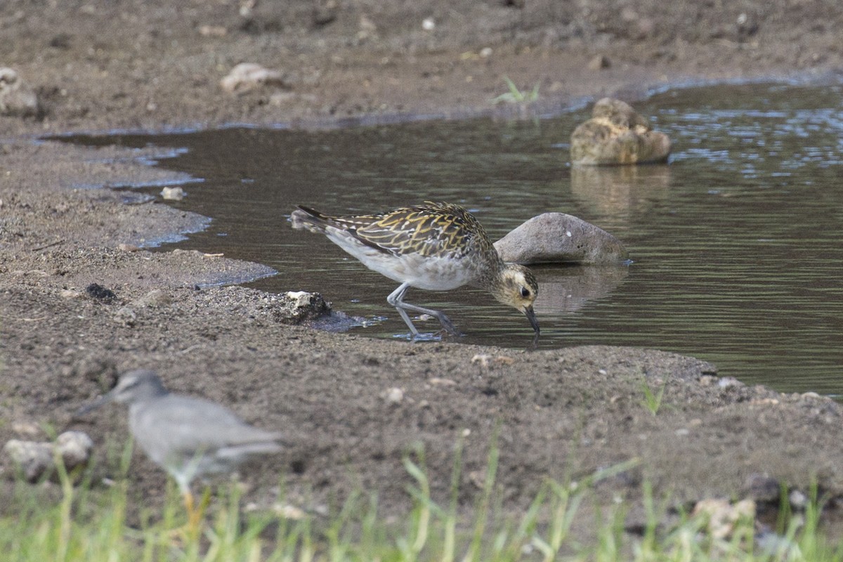 Pacific Golden-Plover - ML184679361