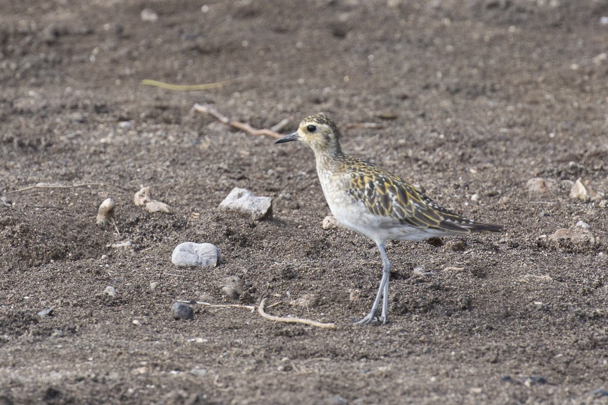 Pacific Golden-Plover - ML184679381