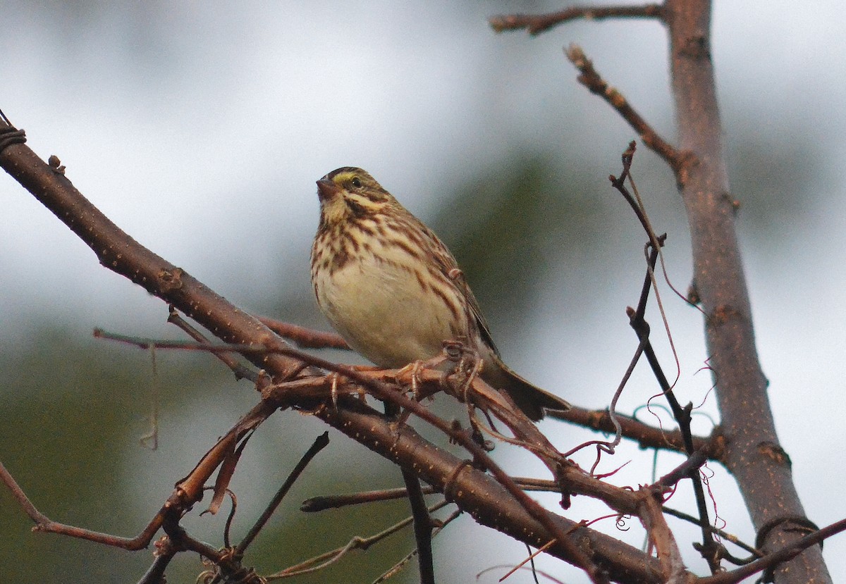 Savannah Sparrow - ML184679601